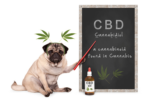 CBD pet treats