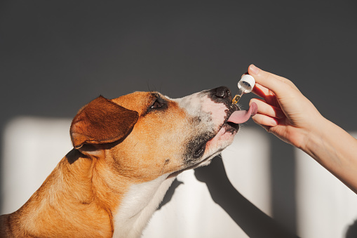 CBD pet treats