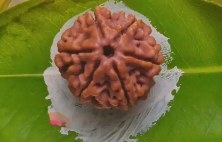 original 6 mukhi rudraksha