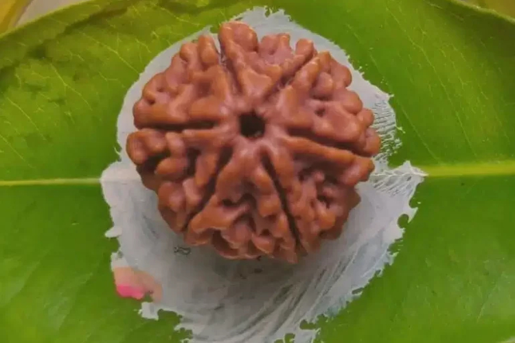 original 6 mukhi rudraksha