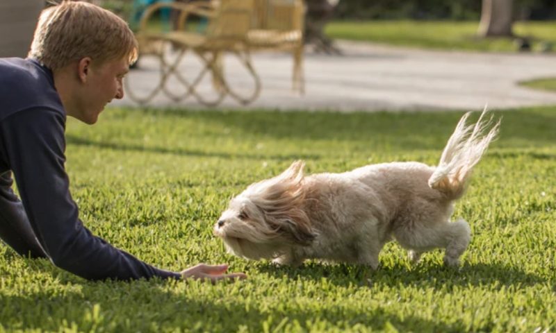 pet waste disposal system